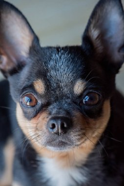 Chihuahua siyah, kahverengi ve beyaz. Chihuahua 'lı bir dizi fotoğraf. Güzel bir chihuahua köpeği. Hayvan portresi.