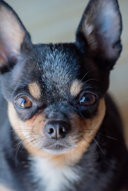 Chihuahua siyah, kahverengi ve beyaz. Chihuahua 'lı bir dizi fotoğraf. Güzel bir chihuahua köpeği. Hayvan portresi.