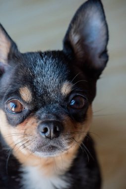 Chihuahua siyah, kahverengi ve beyaz. Chihuahua 'lı bir dizi fotoğraf. Güzel bir chihuahua köpeği. Hayvan portresi.
