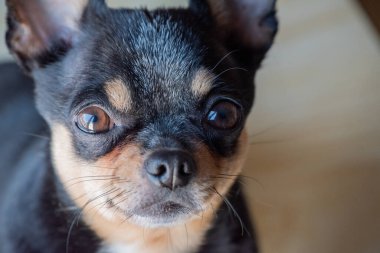 Chihuahua siyah, kahverengi ve beyaz. Chihuahua 'lı bir dizi fotoğraf. Güzel bir chihuahua köpeği. Hayvan portresi.