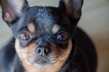 Chihuahua siyah, kahverengi ve beyaz. Chihuahua 'lı bir dizi fotoğraf. Güzel bir chihuahua köpeği. Hayvan portresi.