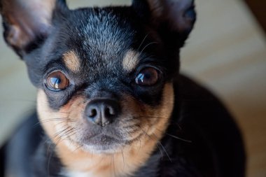 Chihuahua siyah, kahverengi ve beyaz. Chihuahua 'lı bir dizi fotoğraf. Güzel bir chihuahua köpeği. Hayvan portresi.