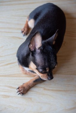 Chihuahua siyah, kahverengi ve beyaz. Chihuahua 'lı bir dizi fotoğraf. Güzel bir chihuahua köpeği. Hayvan portresi.