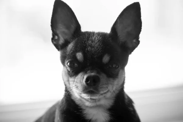 Chihuahua Nero Marrone Bianco Una Serie Foto Con Chihuahua Bellissimo — Foto Stock