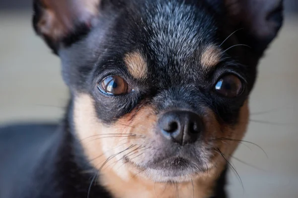 Chihuahua Siyah Kahverengi Beyaz Chihuahua Bir Dizi Fotoğraf Güzel Bir — Stok fotoğraf