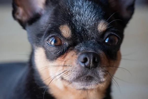 Chihuahua Schwarz Braun Und Weiß Eine Fotoserie Mit Einem Chihuahua — Stockfoto