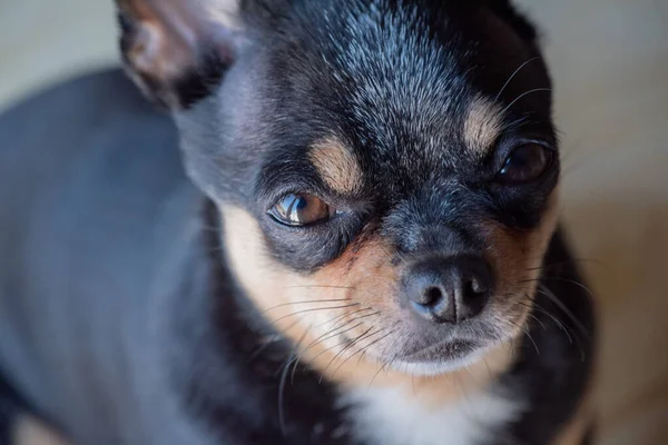 Chihuahua Preto Marrom Branco Uma Série Fotos Com Chihuahua Bonito — Fotografia de Stock