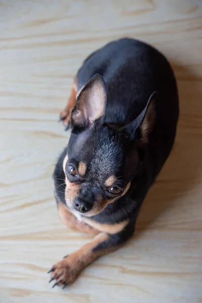 Chihuahua Czarny Brązowy Biały Serię Zdjęć Chihuahua Piękny Pies Chihuahua — Zdjęcie stockowe