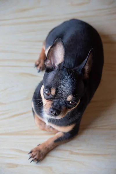 Chihuahua Preto Marrom Branco Uma Série Fotos Com Chihuahua Bonito — Fotografia de Stock