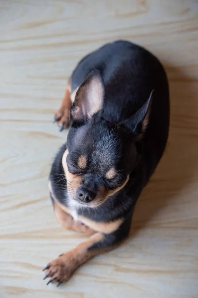 Chihuahua Preto Marrom Branco Uma Série Fotos Com Chihuahua Bonito — Fotografia de Stock