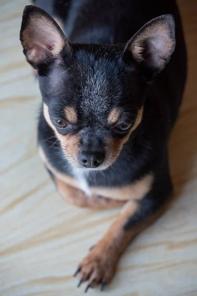 Chihuahua Schwarz Braun Und Weiß Eine Fotoserie Mit Einem Chihuahua — Stockfoto
