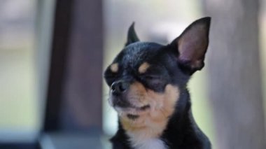 Evcil köpek Chihuahua sokakta yürüyor. Chihuahua köpeği yürüyüşe çıktı. Chihuahua siyah, kahverengi ve beyaz. Sabahın köründe yürüyüşe çıkmış şirin bir köpek yavrusu. Mini cins Chihuahua Pürüzsüz Shorthair