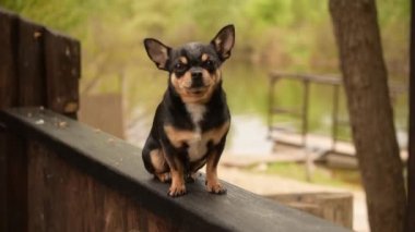 Evcil köpek Chihuahua sokakta yürüyor. Chihuahua köpeği yürüyüşe çıktı. Chihuahua siyah, kahverengi ve beyaz. Sabahın köründe yürüyüşe çıkmış şirin bir köpek yavrusu. Mini cins Chihuahua Pürüzsüz