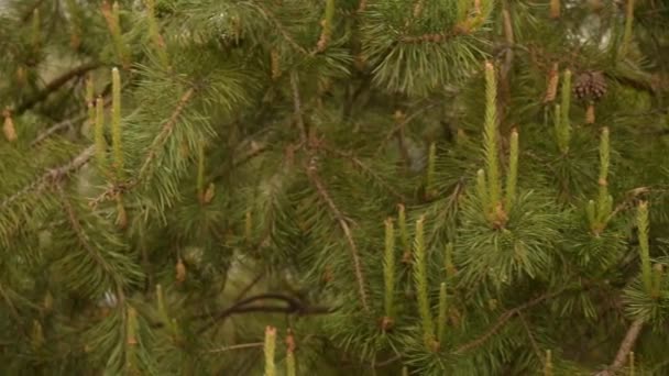 Pine Branch Rain Closeup Photo Green Needle Pine Tree Small — Stock Video