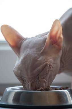 Don Sphynx 'in kedi çiftleşmesi mutfakta oturup kaselerinden, BARF' tan, granüllerden, çeşitli beslenme düzenlerinden, aç beslenmelerinden beslenir. Sphynx kedi yiyor..