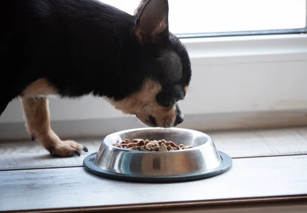 a cute chihuahua eating out of a bowl. Chihuahua eating