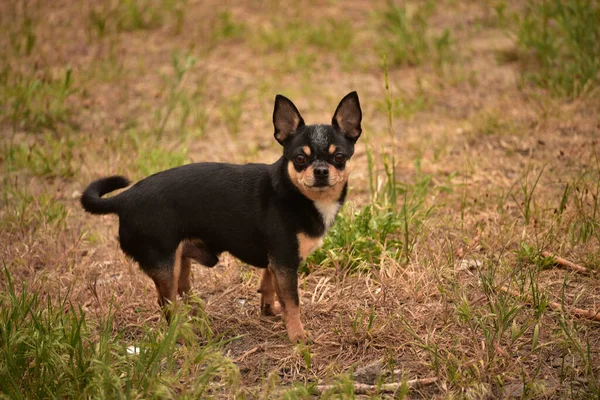 Pies Chihuahua Spaceruje Ulicy Chihuahua Pies Spacer Chihuahua Czarny Brązowy — Zdjęcie stockowe