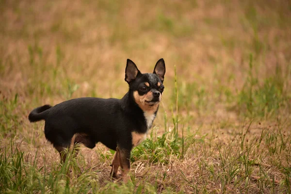 Perro Mascota Chihuahua Pasea Por Calle Chihuahua Perro Dar Paseo — Foto de Stock