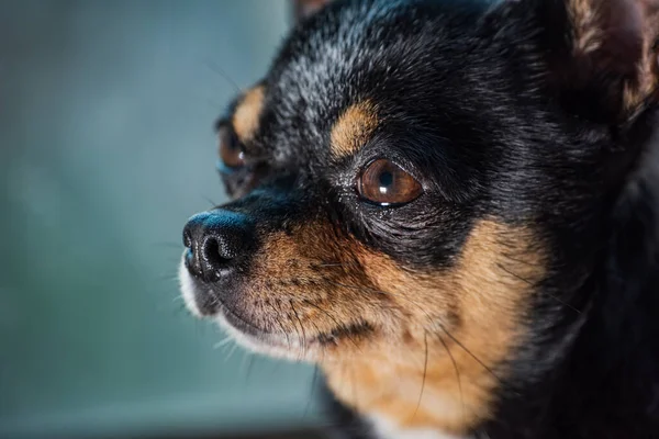 Cute chihuahua looking out the window. Small dog waiting for walking. Alone home. Friendly mini dog. Chihuahua dog by the window. Portrait of small funny mini chihuahua dog, puppy is waiting for owner