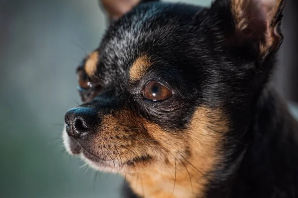 かわいいChihuahua窓の外を見て 小さな犬の散歩を待っている 一人で帰る 優しいミニ犬 ウィンドウでChihuahua犬 小さな面白いミニChihuahua犬の肖像画 子犬の所有者を待っている — ストック写真