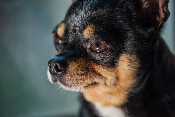 Drăguţ Chihuahua Privind Fereastră Câine Mic Care Aşteaptă Meargă Singur — Fotografie, imagine de stoc