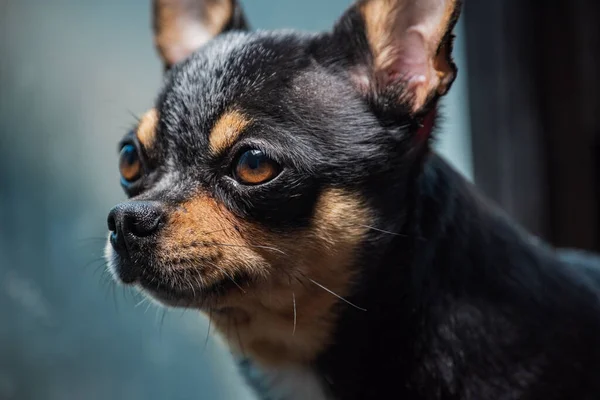 Pencereden Bakan Şirin Bir Chihuahua Küçük Köpek Yürümeyi Bekliyor Evde — Stok fotoğraf