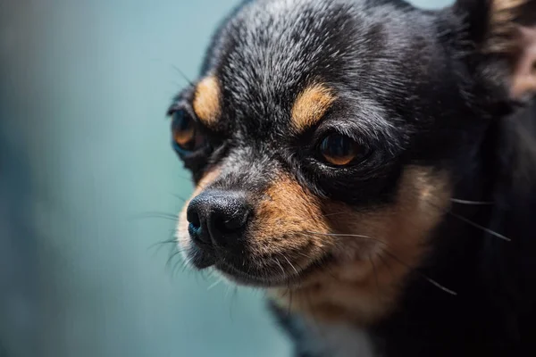 Carino Chihuahua Che Guarda Fuori Dalla Finestra Piccolo Cane Attesa — Foto Stock