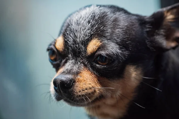 Cute Chihuahua Looking Out Window Small Dog Waiting Walking Alone — Stock Photo, Image
