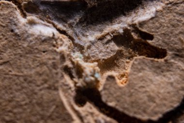 Eski ve eski kağıt sayfa dokusu. Klasik kağıt arka plan veya doku kahverengi kağıt dokusu. Eşek arısı kağıdı yedi. Eşek arısı izleri