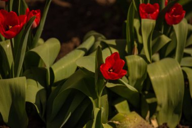Bir demet güzel bahar çiçeği, renkli laleler. Laleler, bahar. Baharda doğa. Çiçekler açıyor. Kırmızı laleler, yakın ve gün ışığıyla aydınlatılıyor.