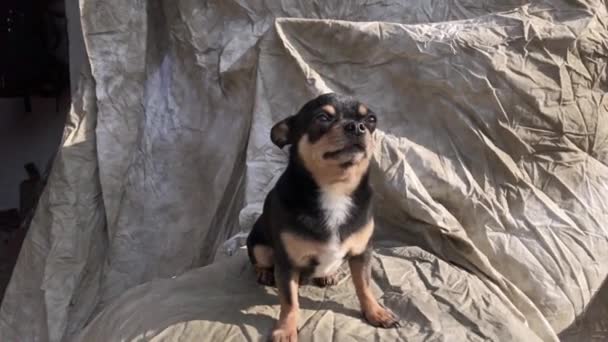 Jasne Włosy Chihuahua Pies Siedzieć Zrelaksować Studio Strzał Beżowym Tle — Wideo stockowe