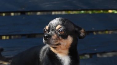 Evcil köpek sokakta yürüyor. Chihuahua köpeği yürüyüşe çıktı. Chihuahua siyah, kahverengi ve beyaz. Yürüyüşe çıkmış şirin bir köpek yavrusu. Bahçedeki ya da parktaki köpek İyi yetiştirilmiş köpek Chihuahua mini pürüzsüz saçlı