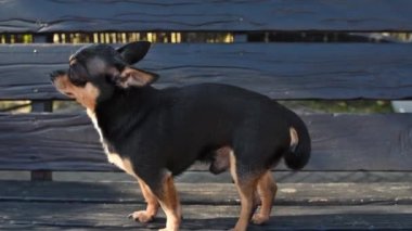 Evcil köpek sokakta yürüyor. Chihuahua köpeği yürüyüşe çıktı. Chihuahua siyah, kahverengi ve beyaz. Yürüyüşe çıkmış şirin bir köpek yavrusu. Bahçedeki ya da parktaki köpek İyi yetiştirilmiş köpek Chihuahua mini pürüzsüz saçlı