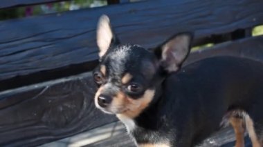 Evcil köpek sokakta yürüyor. Chihuahua köpeği yürüyüşe çıktı. Chihuahua siyah, kahverengi ve beyaz. Yürüyüşe çıkmış şirin bir köpek yavrusu. Bahçedeki ya da parktaki köpek İyi yetiştirilmiş köpek Chihuahua mini pürüzsüz saçlı