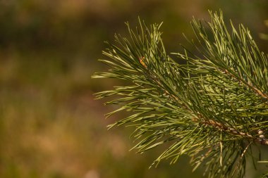 Çam ağacına yakın çekim. Çam yayı. Doğa fotoğrafçılığı. Bahar yeşillikleri