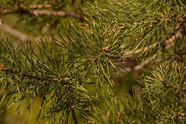 Çam ağacına yakın çekim. Çam yayı. Doğa fotoğrafçılığı. Bahar yeşillikleri