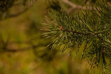 Çam ağacına yakın çekim. Çam yayı. Doğa fotoğrafçılığı. Bahar yeşillikleri