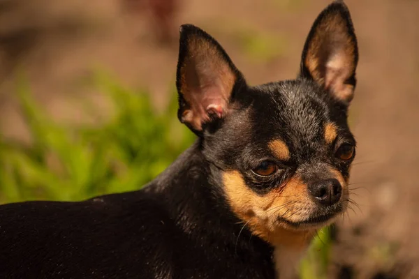 ペット犬が通りを歩いている 散歩のChihuahua犬 Chihuahua黒 茶色と白 散歩中の可愛い子犬 庭や公園で犬よく手入れの行き届いた犬Chihuahuaミニ滑らかな髪 — ストック写真