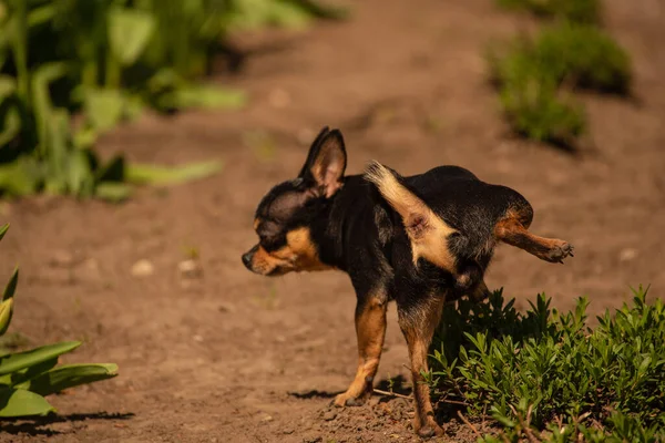 Kiskutya Sétál Utcán Chihuahua Kutya Sétálni Chihuahua Fekete Barna Fehér — Stock Fotó