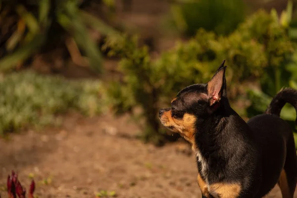 Perro Mascota Pasea Por Calle Chihuahua Perro Dar Paseo Chihuahua —  Fotos de Stock