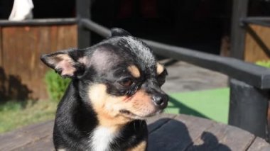 Evcil köpek sokakta yürüyor. Chihuahua köpeği yürüyüşe çıktı. Chihuahua siyah, kahverengi ve beyaz. Yürüyüşe çıkmış şirin bir köpek yavrusu. Bahçedeki ya da parktaki köpek İyi yetiştirilmiş köpek Chihuahua mini pürüzsüz saçlı