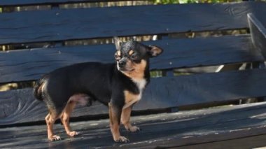 Evcil köpek sokakta yürüyor. Chihuahua köpeği yürüyüşe çıktı. Chihuahua siyah, kahverengi ve beyaz. Yürüyüşe çıkmış şirin bir köpek yavrusu. Bahçedeki ya da parktaki köpek İyi yetiştirilmiş köpek Chihuahua mini pürüzsüz saçlı