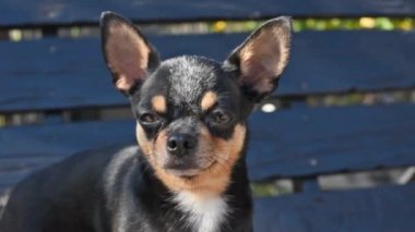 Evcil köpek sokakta yürüyor. Chihuahua köpeği yürüyüşe çıktı. Chihuahua siyah, kahverengi ve beyaz. Yürüyüşe çıkmış şirin bir köpek yavrusu. Bahçedeki ya da parktaki köpek İyi yetiştirilmiş köpek Chihuahua mini pürüzsüz saçlı