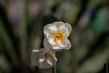 Tarladaki nergis çiçekleri. Nergis çiçeği. Tarladaki nergis çiçekleri. Nergis çiçeği.