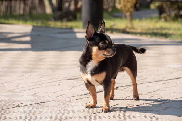 Pies Spaceruje Ulicy Chihuahua Pies Spacer Chihuahua Czarny Brązowy Biały — Zdjęcie stockowe