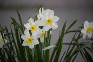 Tarladaki nergis çiçekleri. Nergis çiçeği. Tarladaki nergis çiçekleri. Nergis çiçeği. Güneşli bir bahar, parlak güneş ışınlarında beyaz ve sarı bahçe nergisini izole etti.