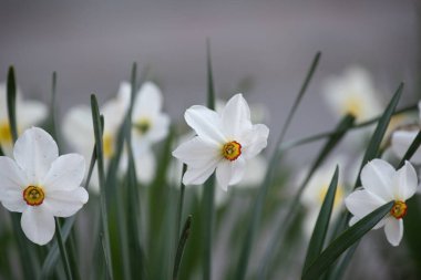 Tarladaki nergis çiçekleri. Nergis çiçeği. Tarladaki nergis çiçekleri. Nergis çiçeği. Güneşli bir bahar, parlak güneş ışınlarında beyaz ve sarı bahçe nergisini izole etti.