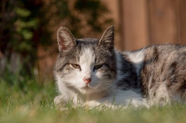 Beyaz benekli bir sokak kedisi çitin üzerinde oturuyor. Kedi, yürü, sokak, bahar. Kedilerin baharı. Güneşli bir gün Beyaz Kedi çitin üstünde. Sokakta beyaz-gri kedi.