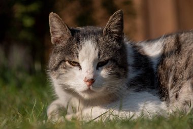 Beyaz benekli bir sokak kedisi çitin üzerinde oturuyor. Kedi, yürü, sokak, bahar. Kedilerin baharı. Güneşli bir gün Beyaz Kedi çitin üstünde. Sokakta beyaz-gri kedi.