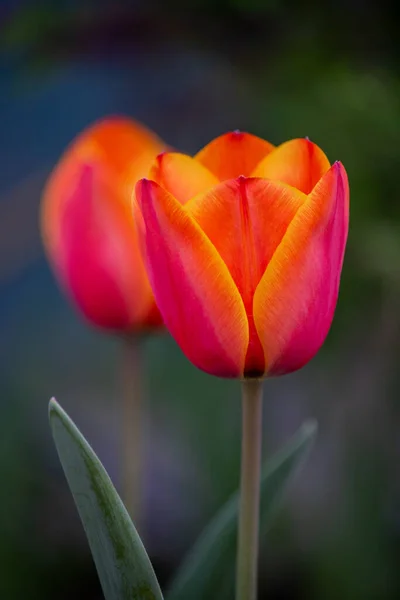 Banda Pięknych Wiosennych Kwiatów Kolorowe Tulipany Tulipany Wiosna Natura Wiosną — Zdjęcie stockowe